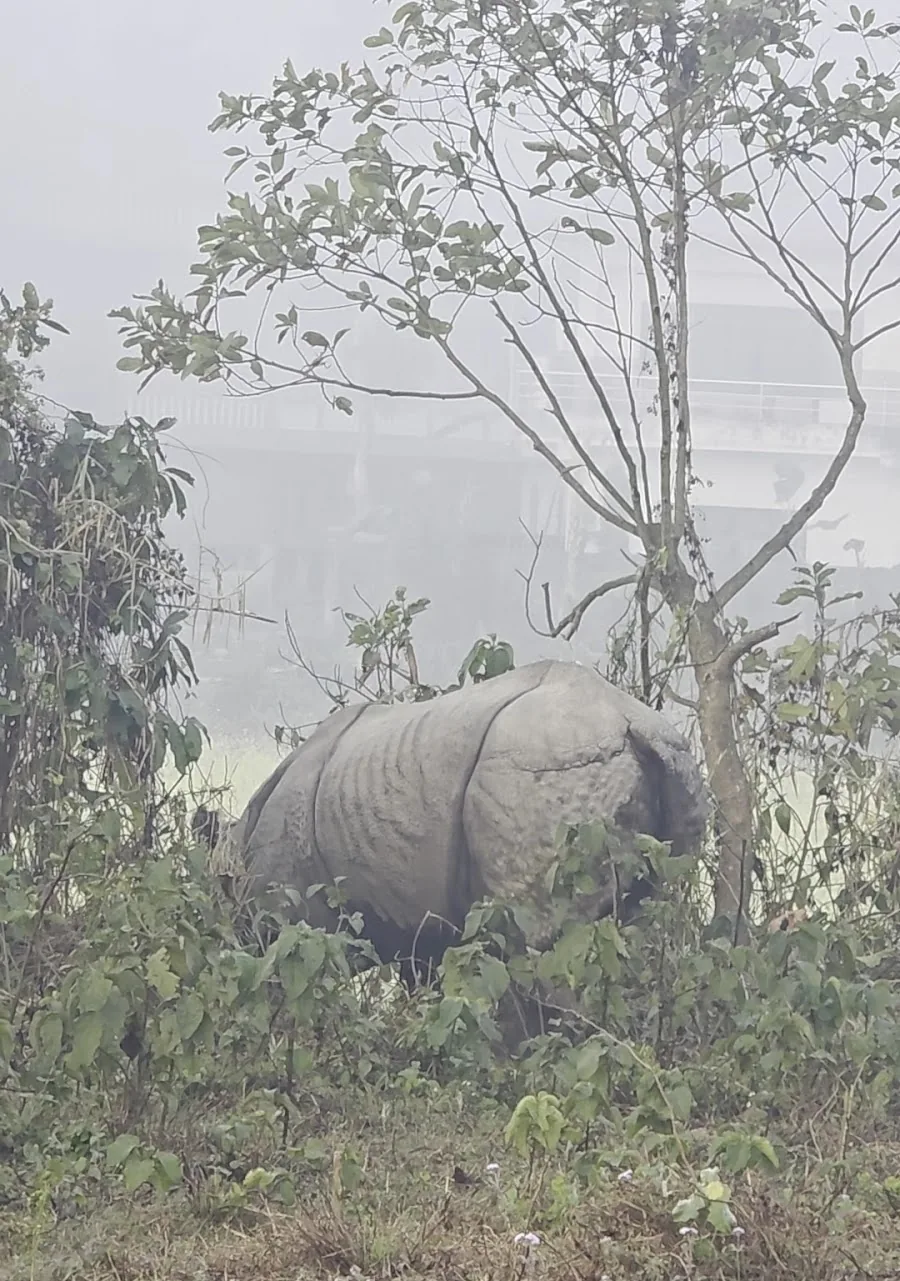 A rhino grazing in the morning fog near the cottage